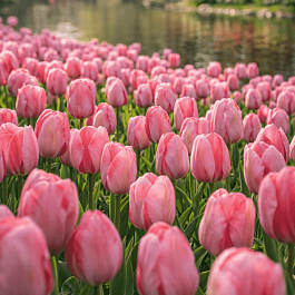 Тюльпан Pink Impression