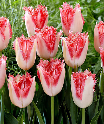 Тюльпан бахромчатый Свит Симона