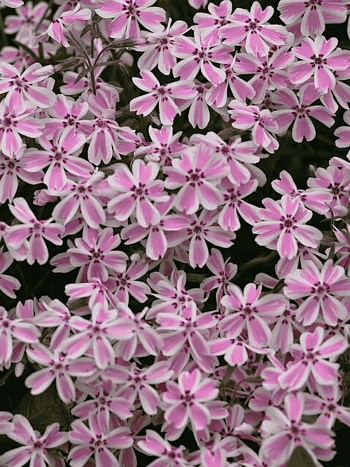 Флокс шиловидный Candy Stripes