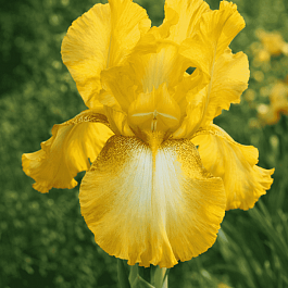 Ирис германский Radiant Apogee