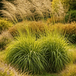 Молиния тростниковая Fontane