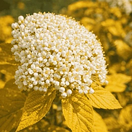 Калина гордовина Aureum