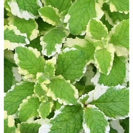Мята Имбирь Вариегата