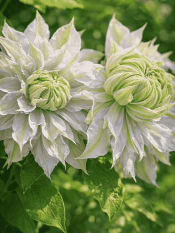 Клематис Moonglow