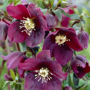 Морозник восточный Pretty Ellen Red