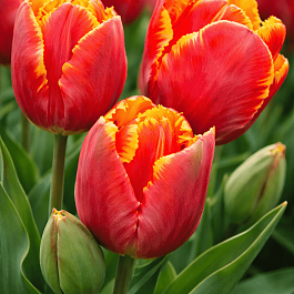Тюльпан попугайный  Bright Parrot