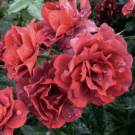 Роза Флорибунда Hot Chocolate