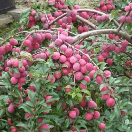 Алыча гибридная Кубанская комета