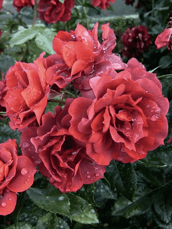 Роза Флорибунда Hot Chocolate