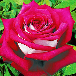 Роза чайно-гибридная Моника Беллуччи