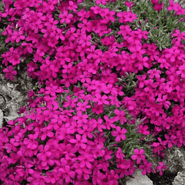 Флокс дугласа Red Admiral