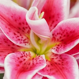 Лилия Roselily Kyra