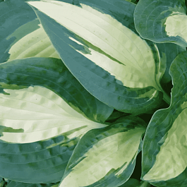 Хоста Chain Lightning