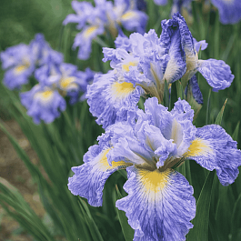 Ирис сибирский Cape Cod Boys
