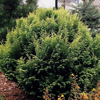 Кипарисовик горохоплодный plumosa rogersii