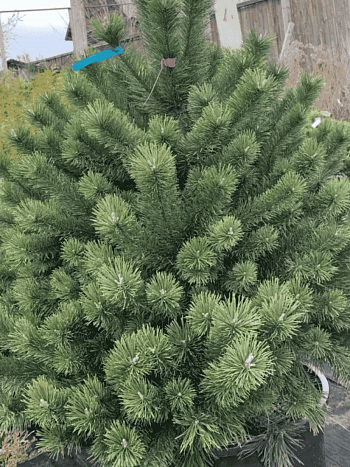 Сосна горная Uncinata