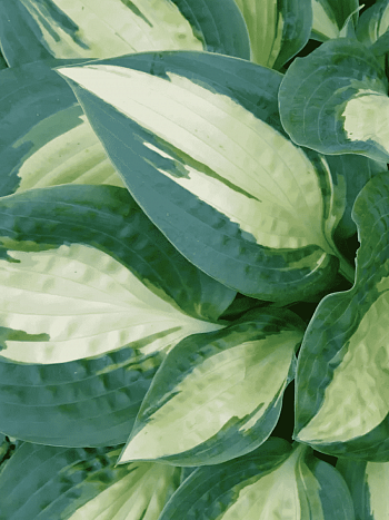 Хоста Chain Lightning