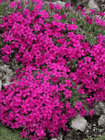 Флокс дугласа Red Admiral