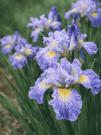 Ирис сибирский Cape Cod Boys