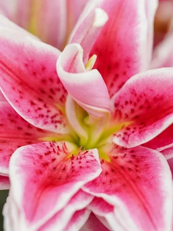 Лилия Roselily Kyra