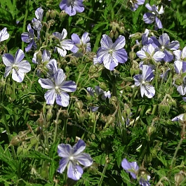 Герань луговая Splish splash