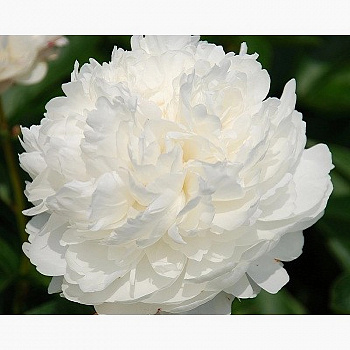 Пион травянистый Класс Акт