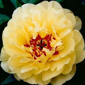 Пион ИТО Yellow Waterlily