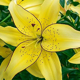 Лилия ОА-гибрид Филдз ов Голд