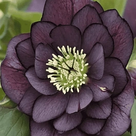 Морозник восточный Purple Double