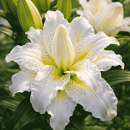 Лилия  Roselili Sita