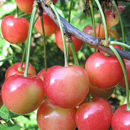 Черешня Фатеж (патент Nº 0487)