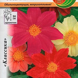 Георгина Веселые Ребята