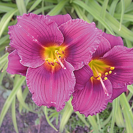 Лилейник гибридный Чикаго Джевел