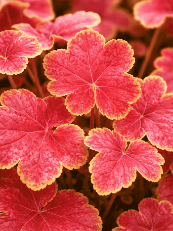 Гейхера Tiramisu