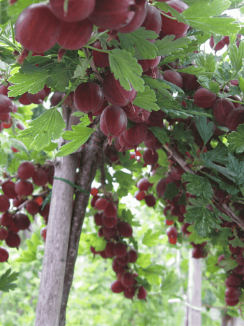 Крыжовник Каменяр на штамбе