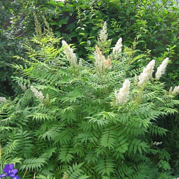 Рябинник рябинолистный