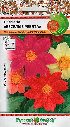 Георгина Веселые Ребята