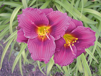 Лилейник гибридный Чикаго Джевел