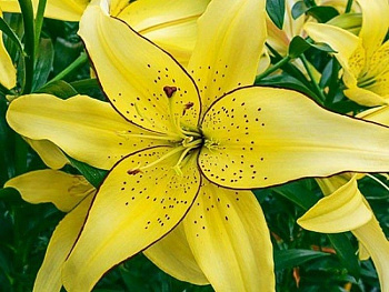 Лилия ОА-гибрид Филдз ов Голд Лилия ОА-гибрид Филдз ов Голд