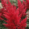 Астильба японская Montgomery