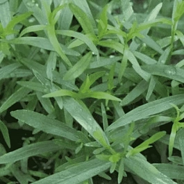 Эстрагон Vienco