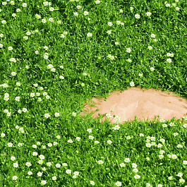 Мшанка шиловидная Irish Moss