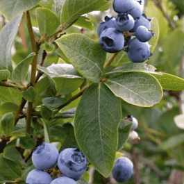 Голубика высокорослая Biloxi