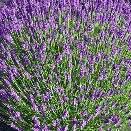 Лаванда узколистная Hidcote Compact
