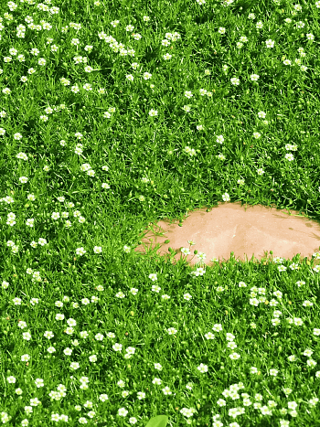 Мшанка шиловидная Irish Moss