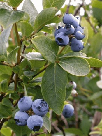 Голубика высокорослая Biloxi