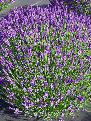 Лаванда узколистная Hidcote Compact