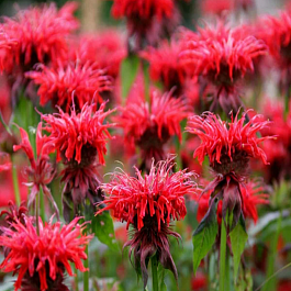 Монарда двойчатая Balmy Purple Red