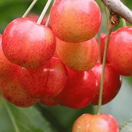 Черешня Орловская розовая