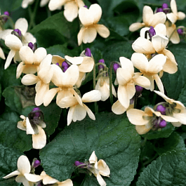 Виола душистая Sulphurea